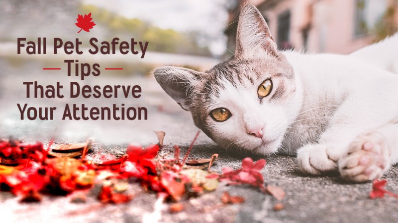 Fall Pet Safety Tips That Deserve Your Attention
