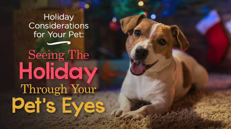 Holiday Considerations for your Pet