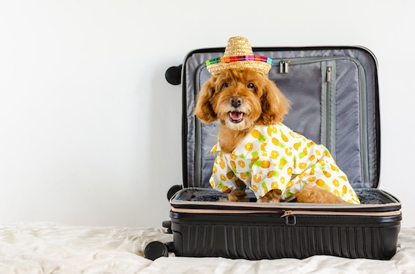 brown poodle with suitcase<br />
