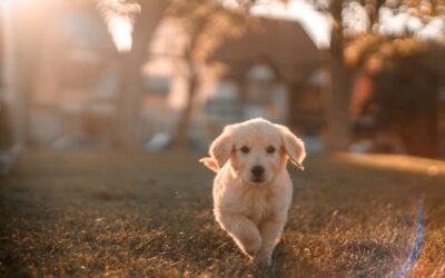 The Dog Days of Summer: Pet Safety Tips