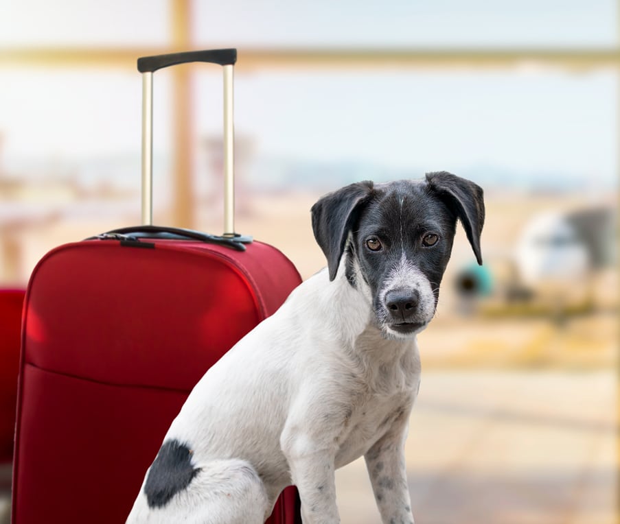 About Those Charter Flights