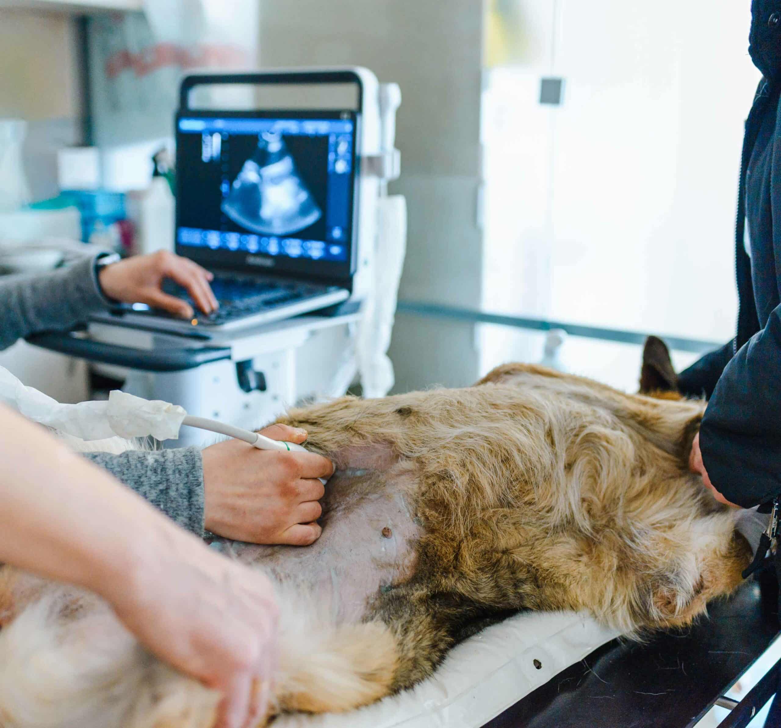 Advanced Diagnostics