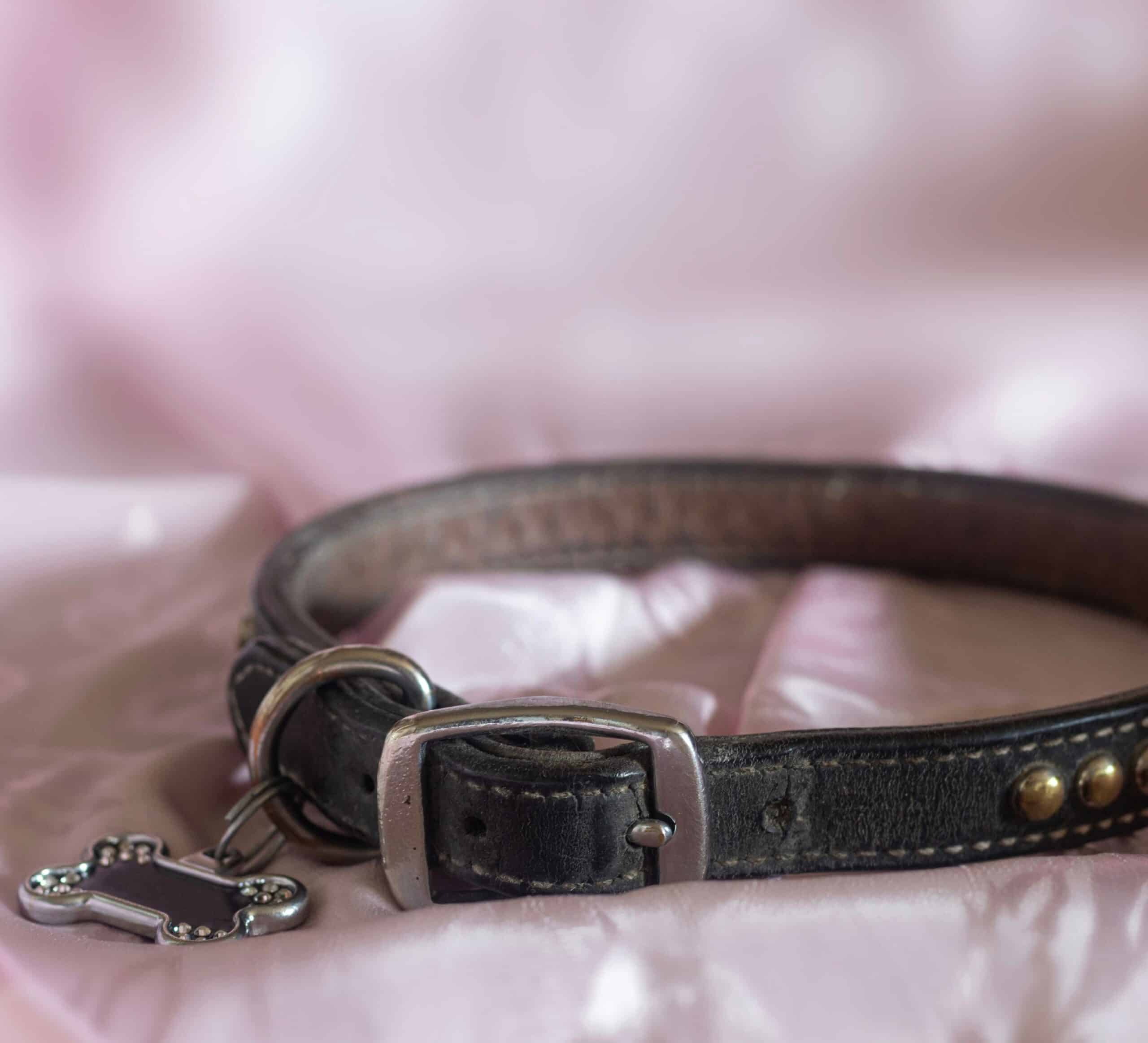 Why Families Choose Danbury Animal Hospital