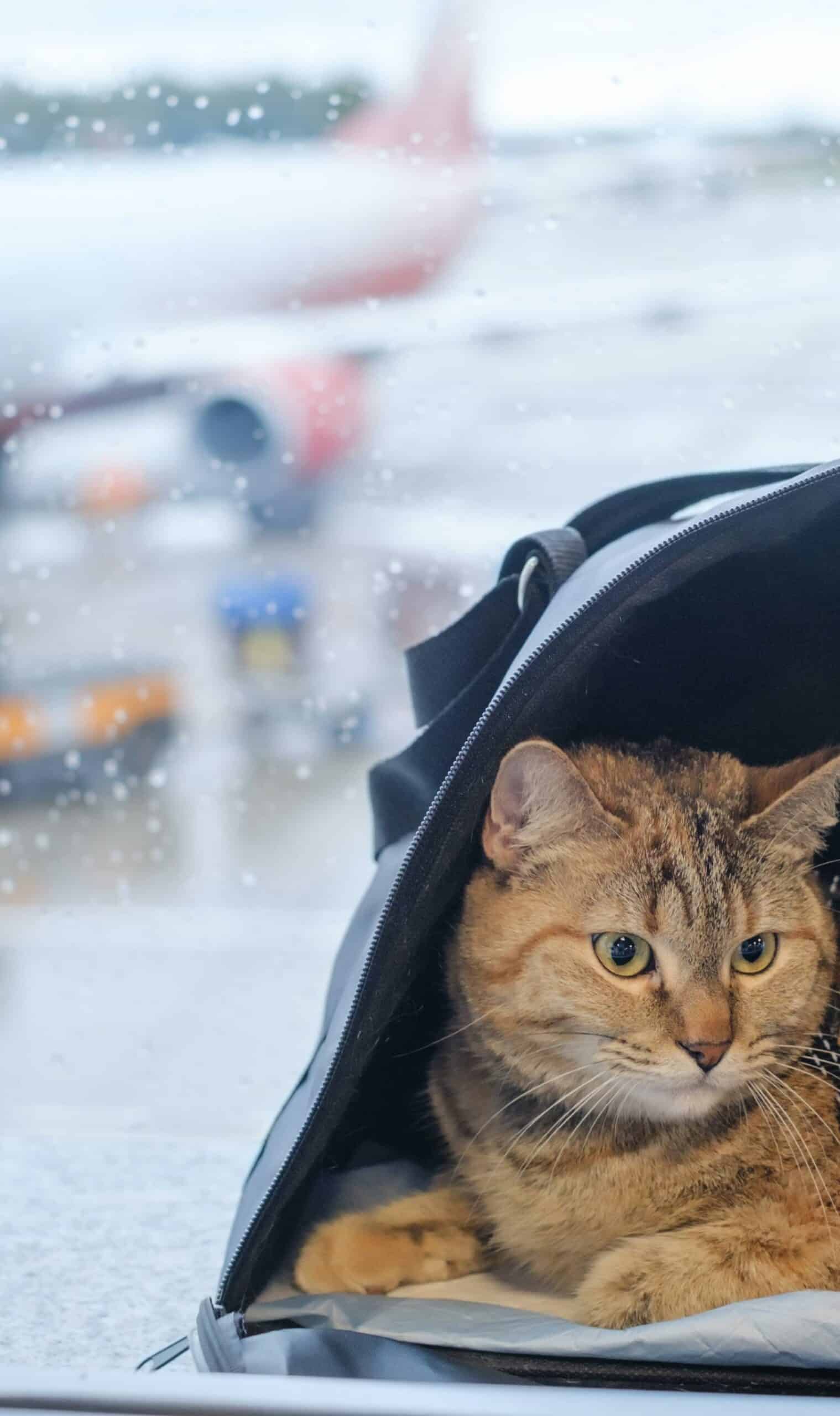 Brown Cat