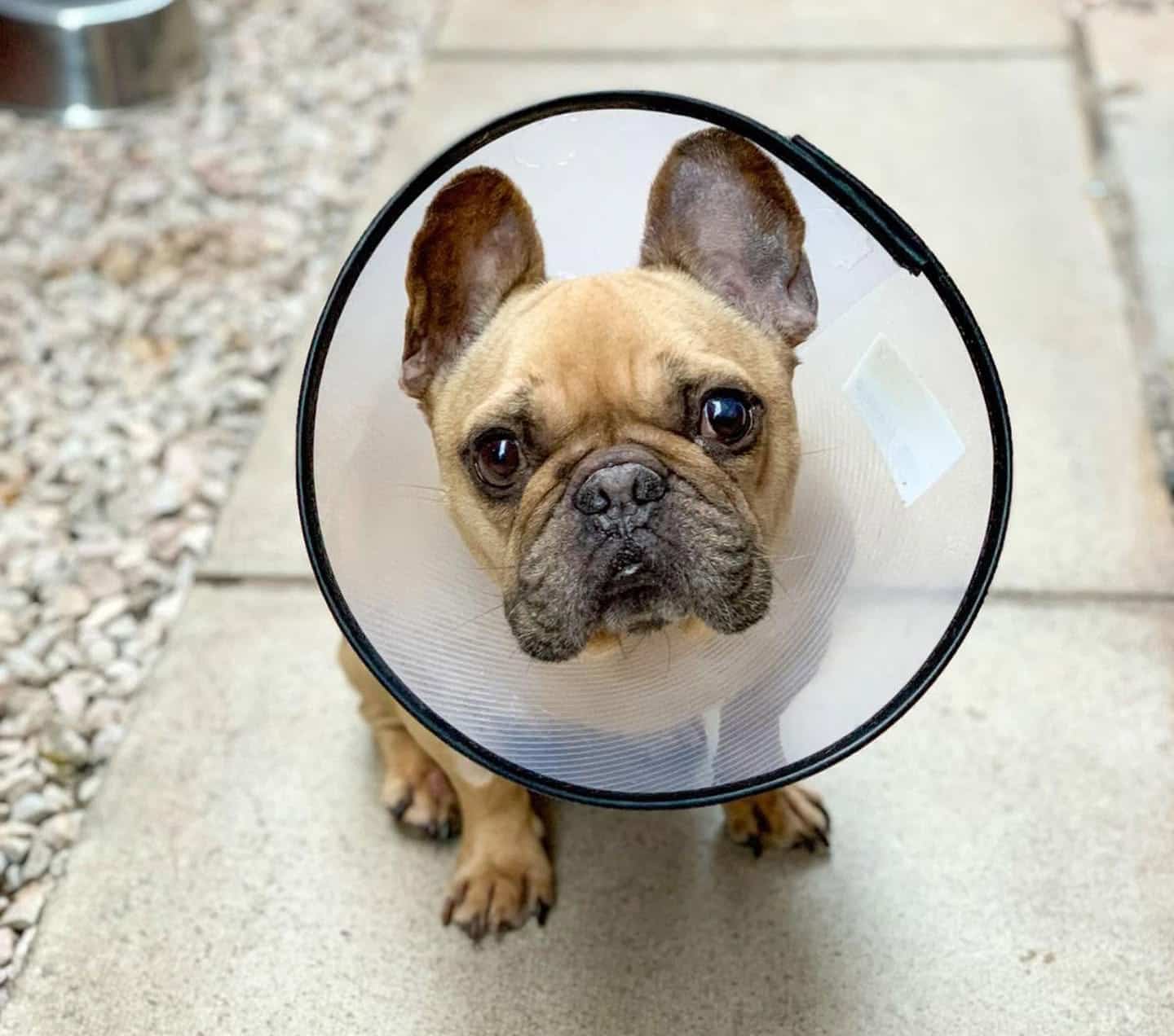 Brown Puppy
