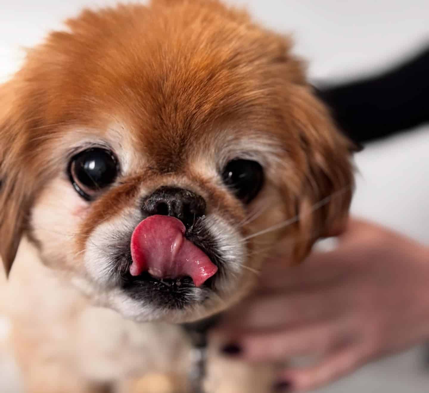 Why Choose Danbury Animal Hospital?