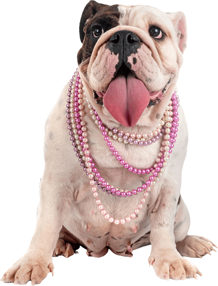 Bulldog