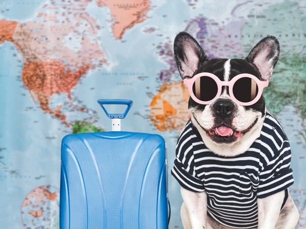 Pet Travel