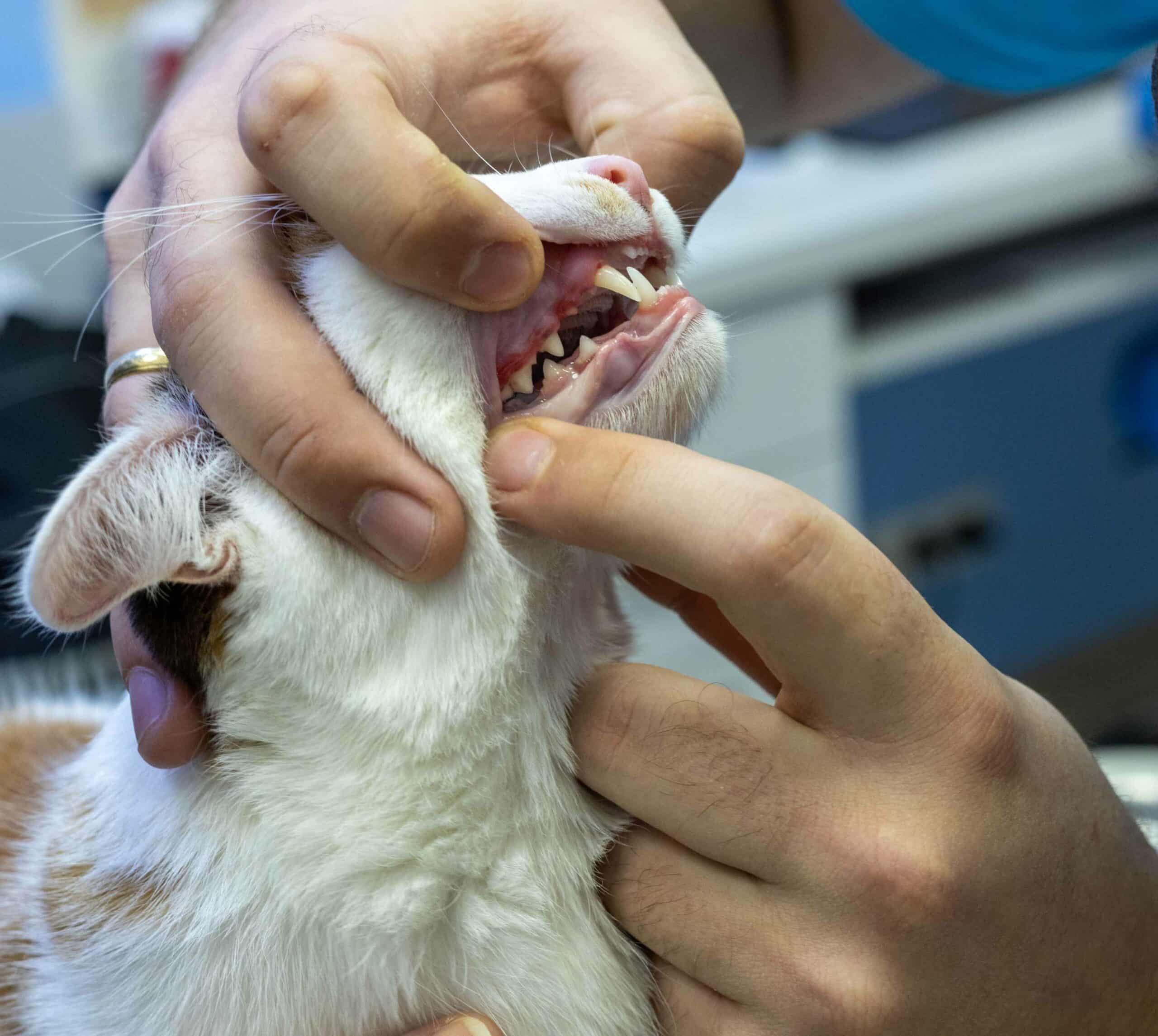 Veterinary Dentistry