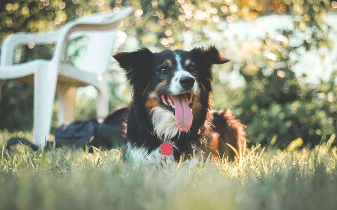 Don’t Let Summer Stress Out Your Pet: Common Seasonal Triggers and How to Help