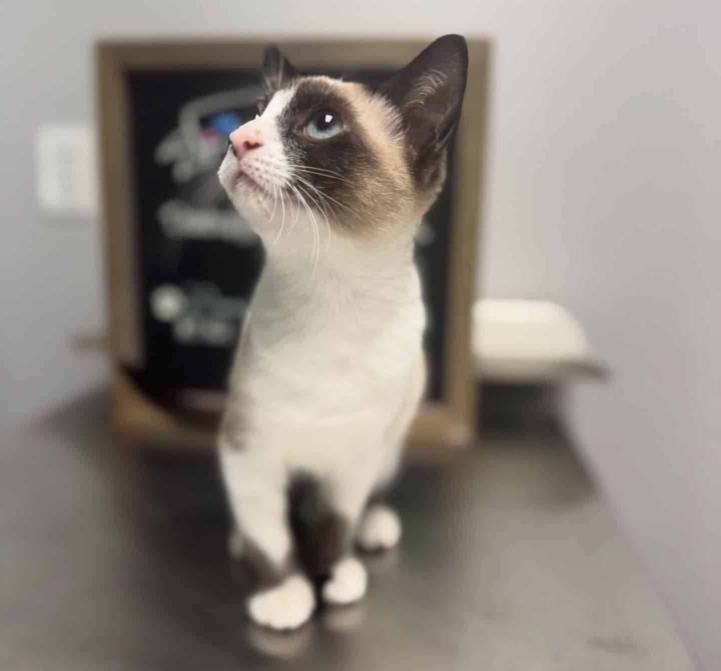 Kitten Vaccinations Photo