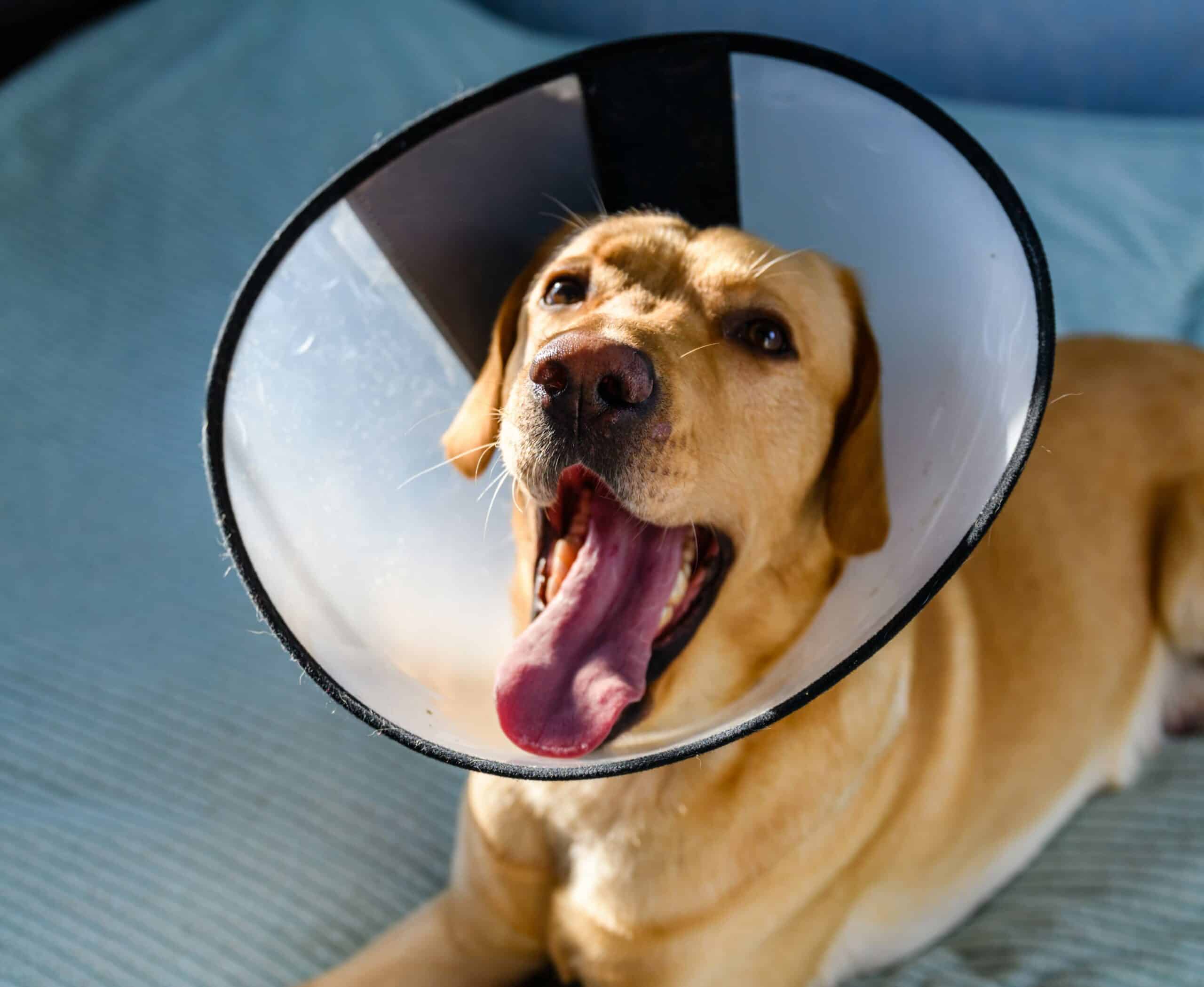 Mobile Veterinary Care