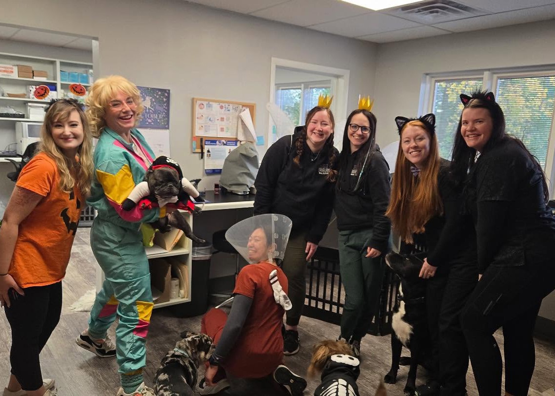 Modern Veterinary Medicine