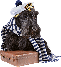 Pet Travel Photo