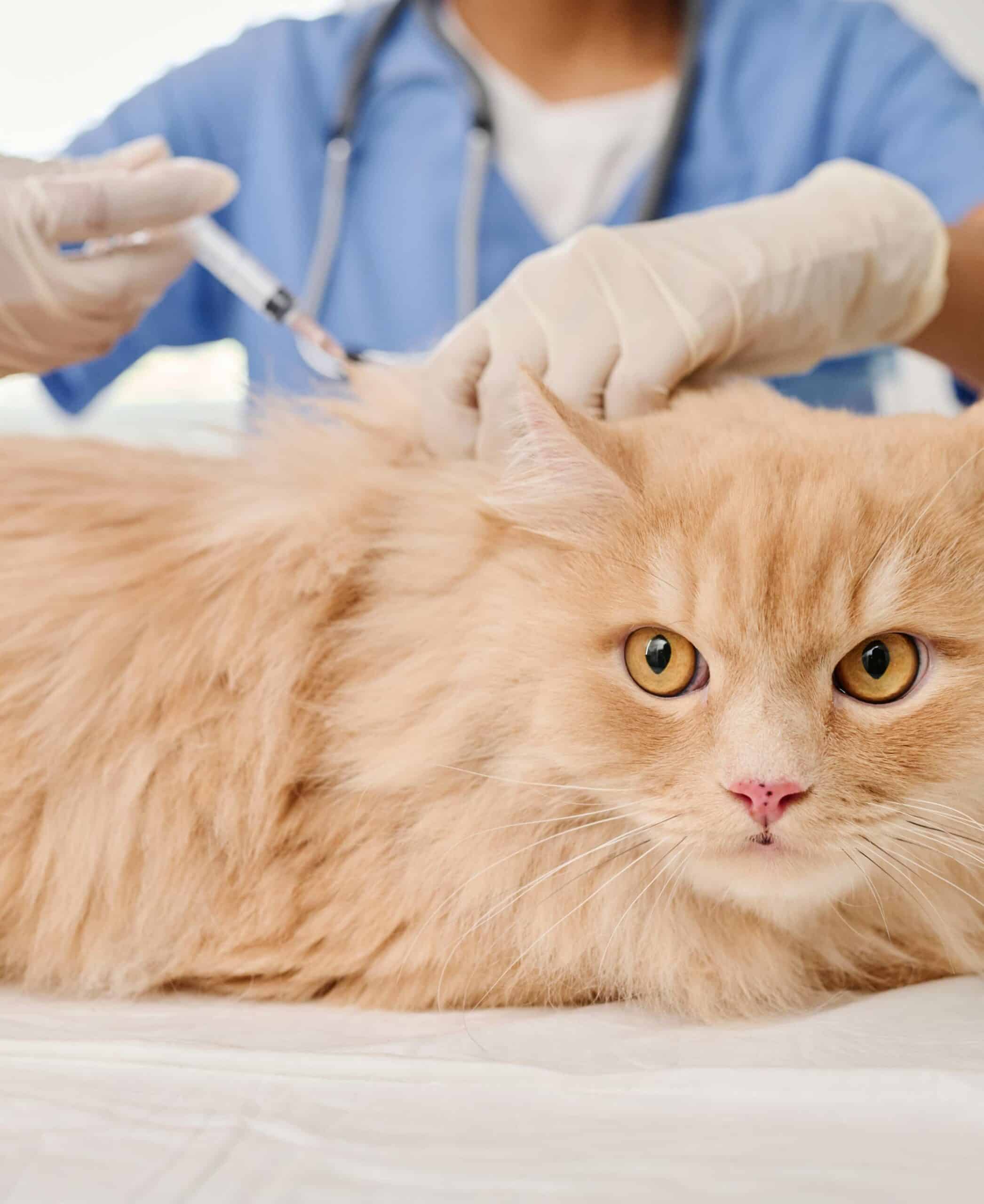 Pet Vaccinations Photo