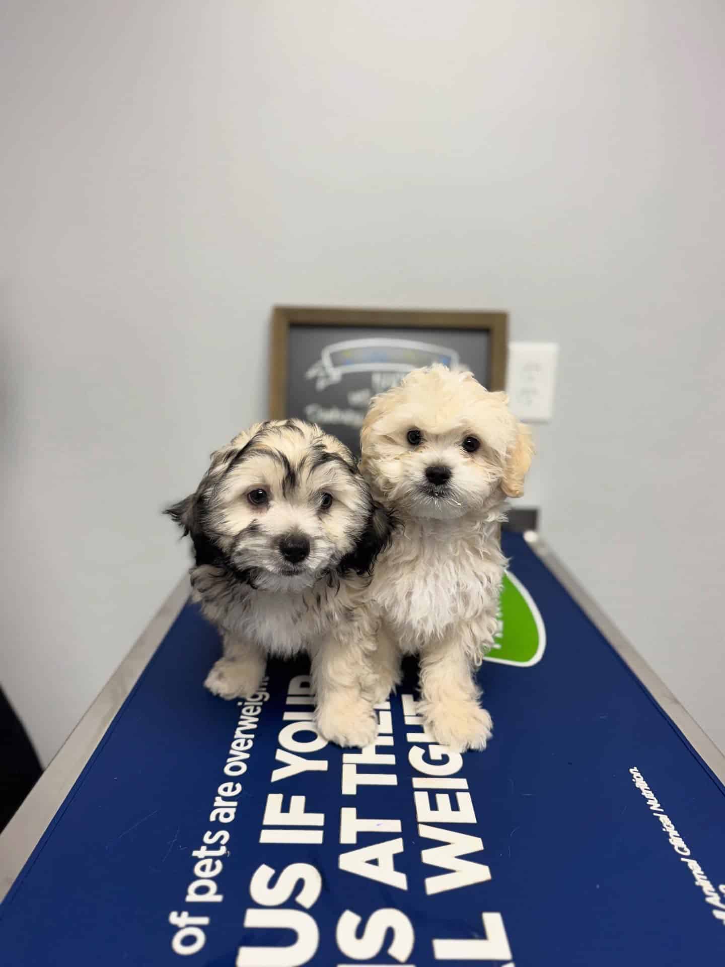 Puppy Vaccinations