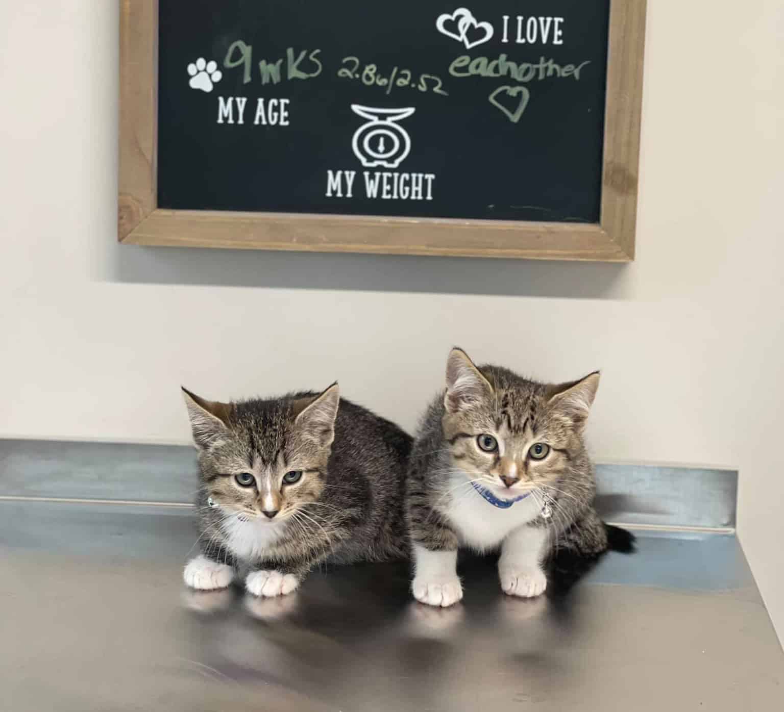 Puppy & Kitten Care