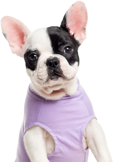 Purple Dog
