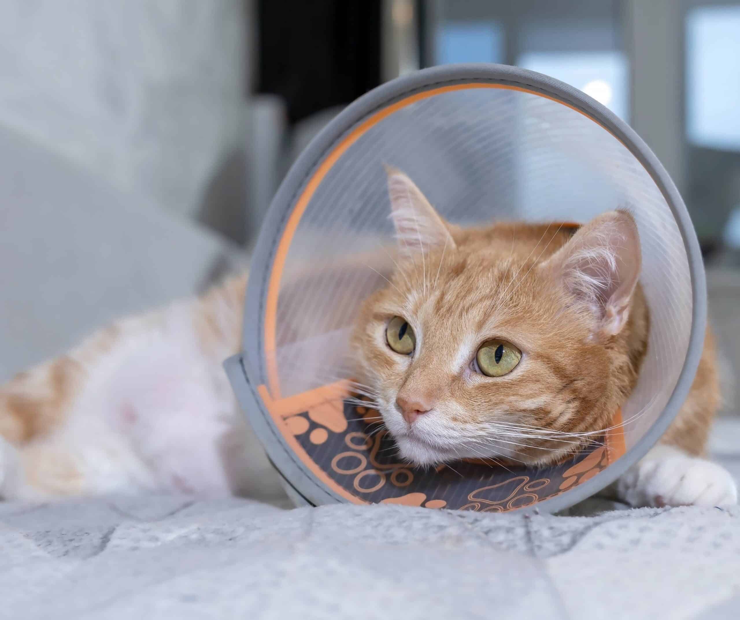 Spay and Neuter Surgery