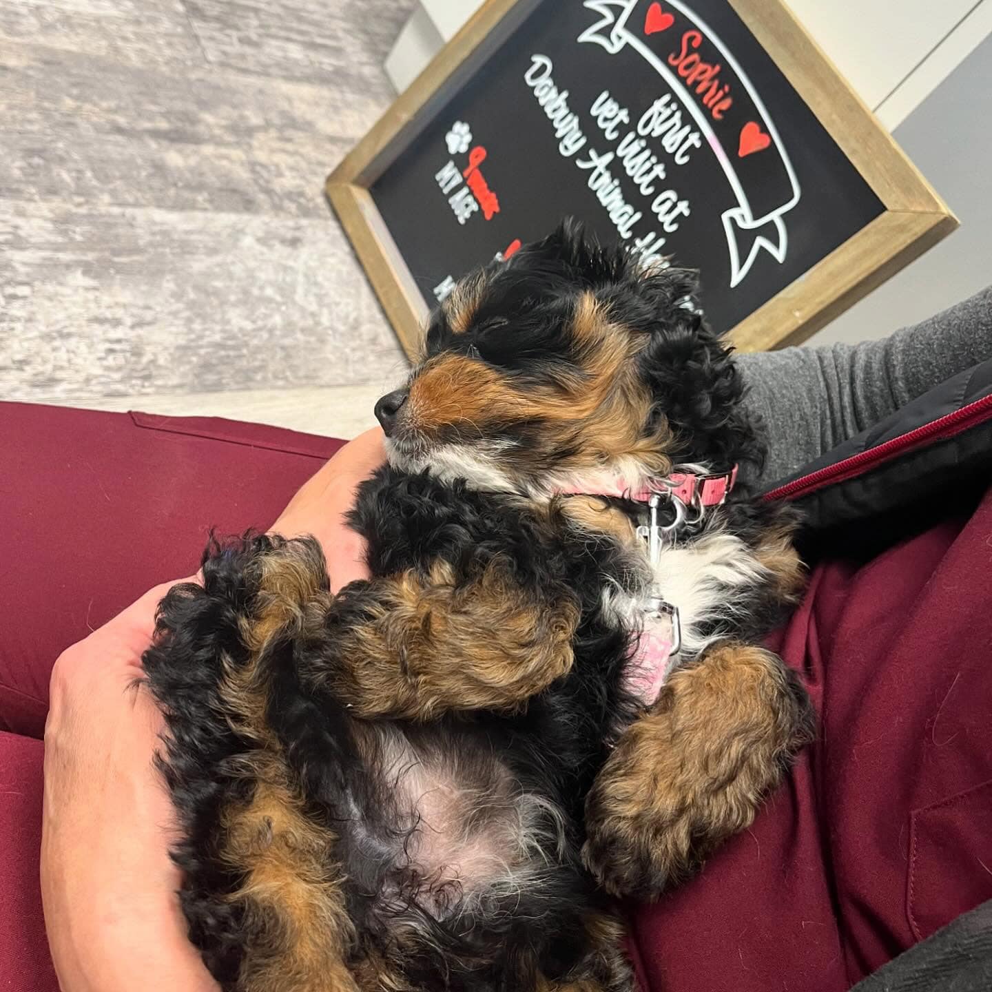 Urgent Vet Care