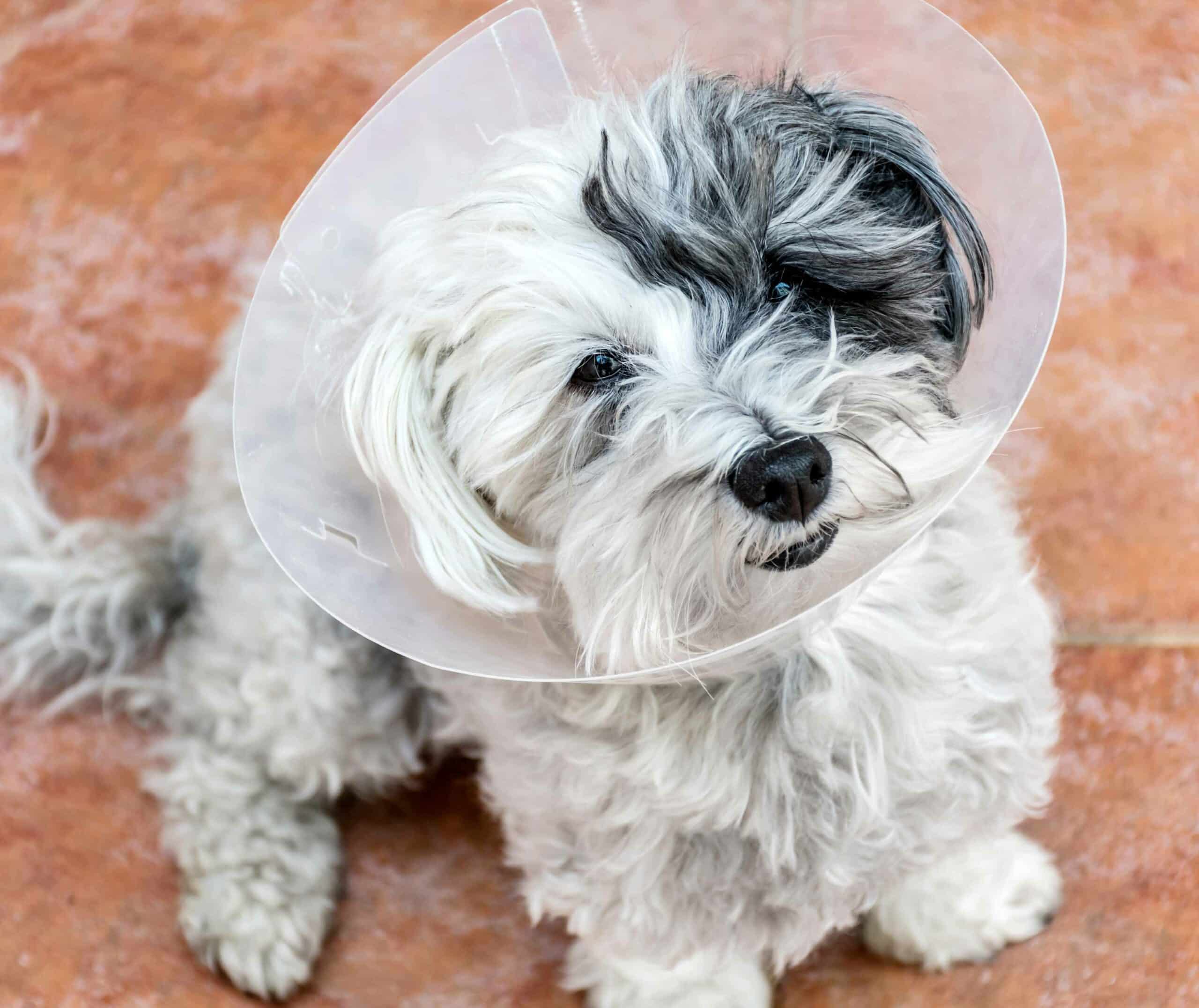 Veterinary Surgery in Bethel