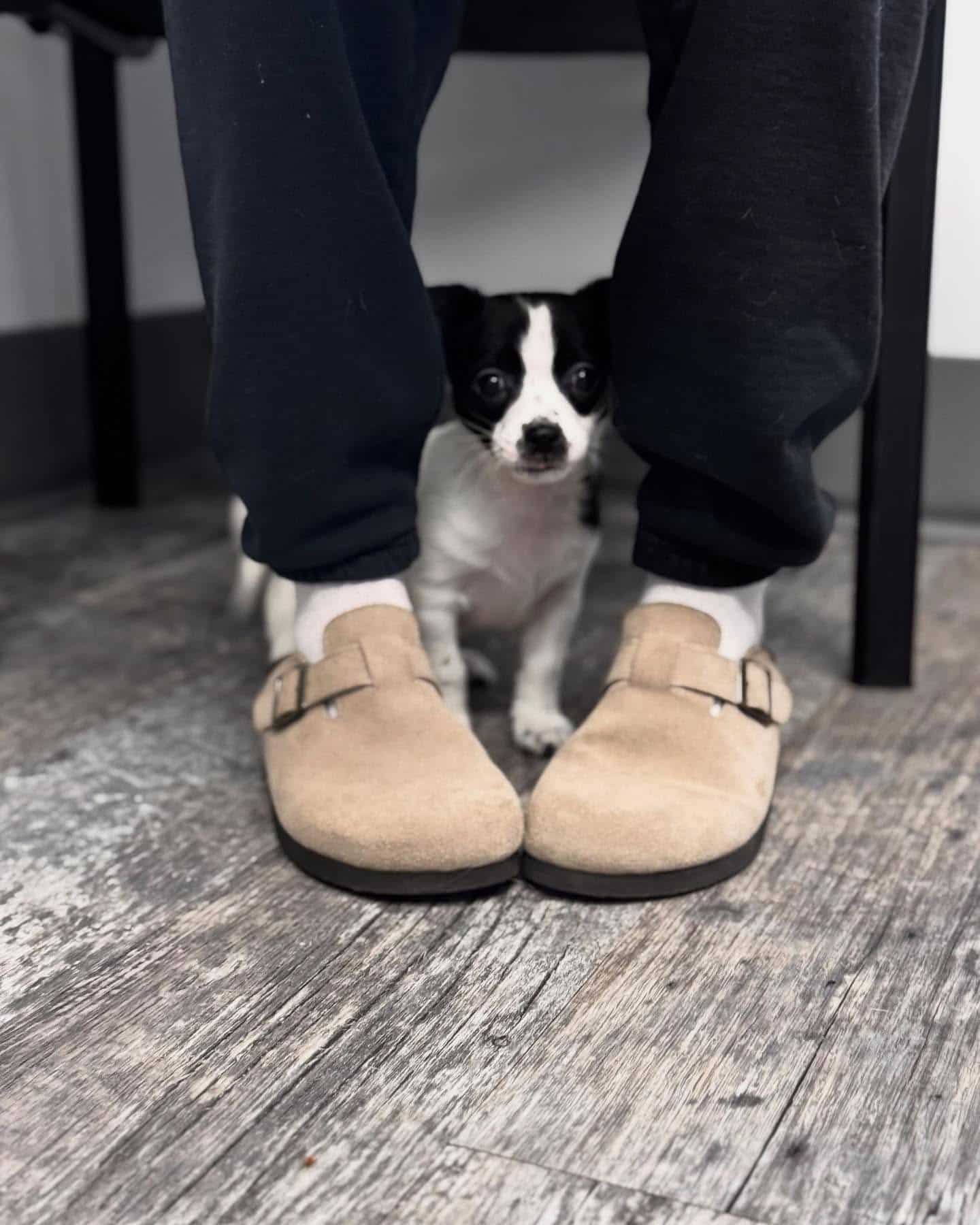 We're not your average vet clinic