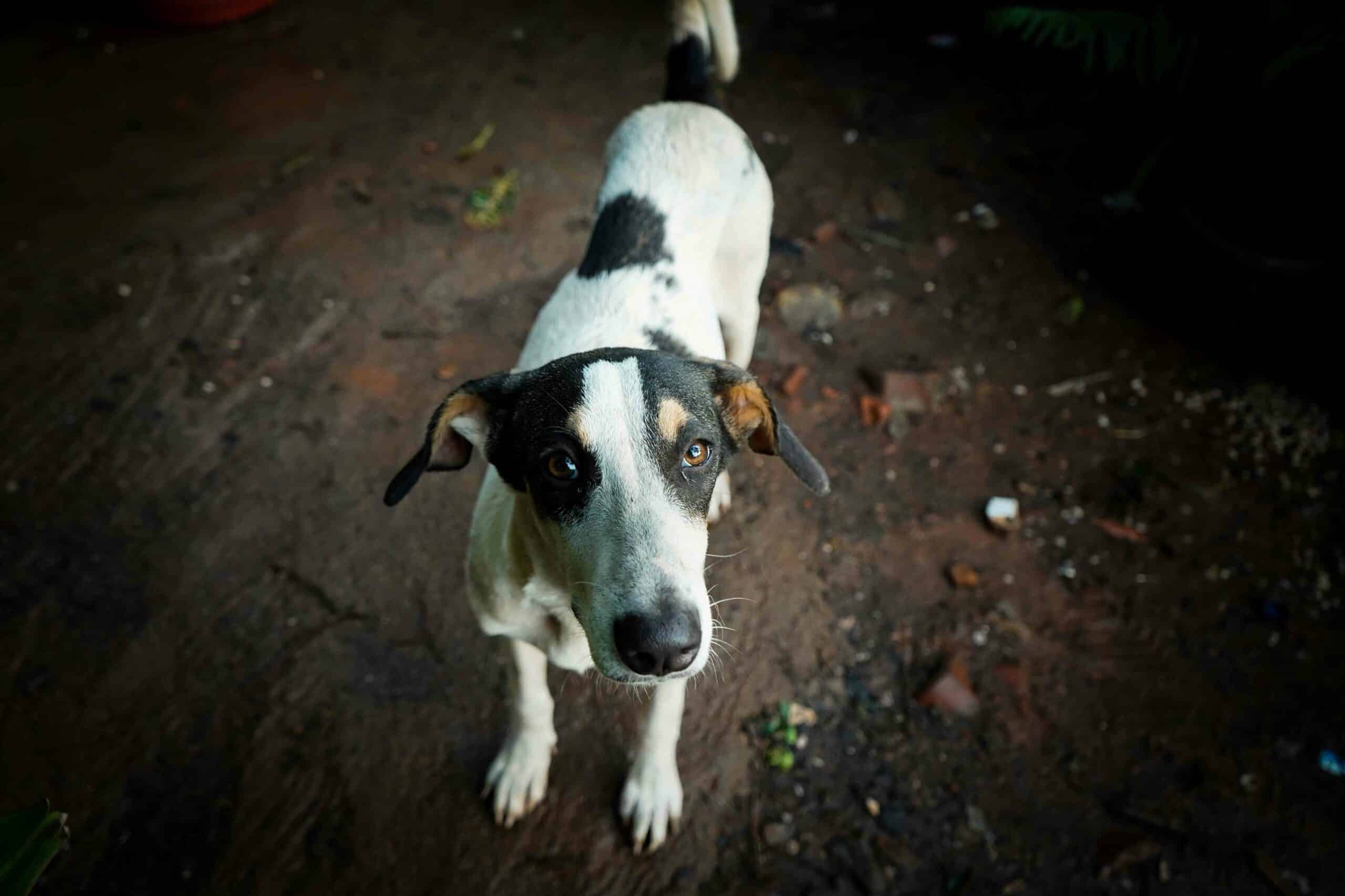 What Is Pet Microchipping and How Does It Work?