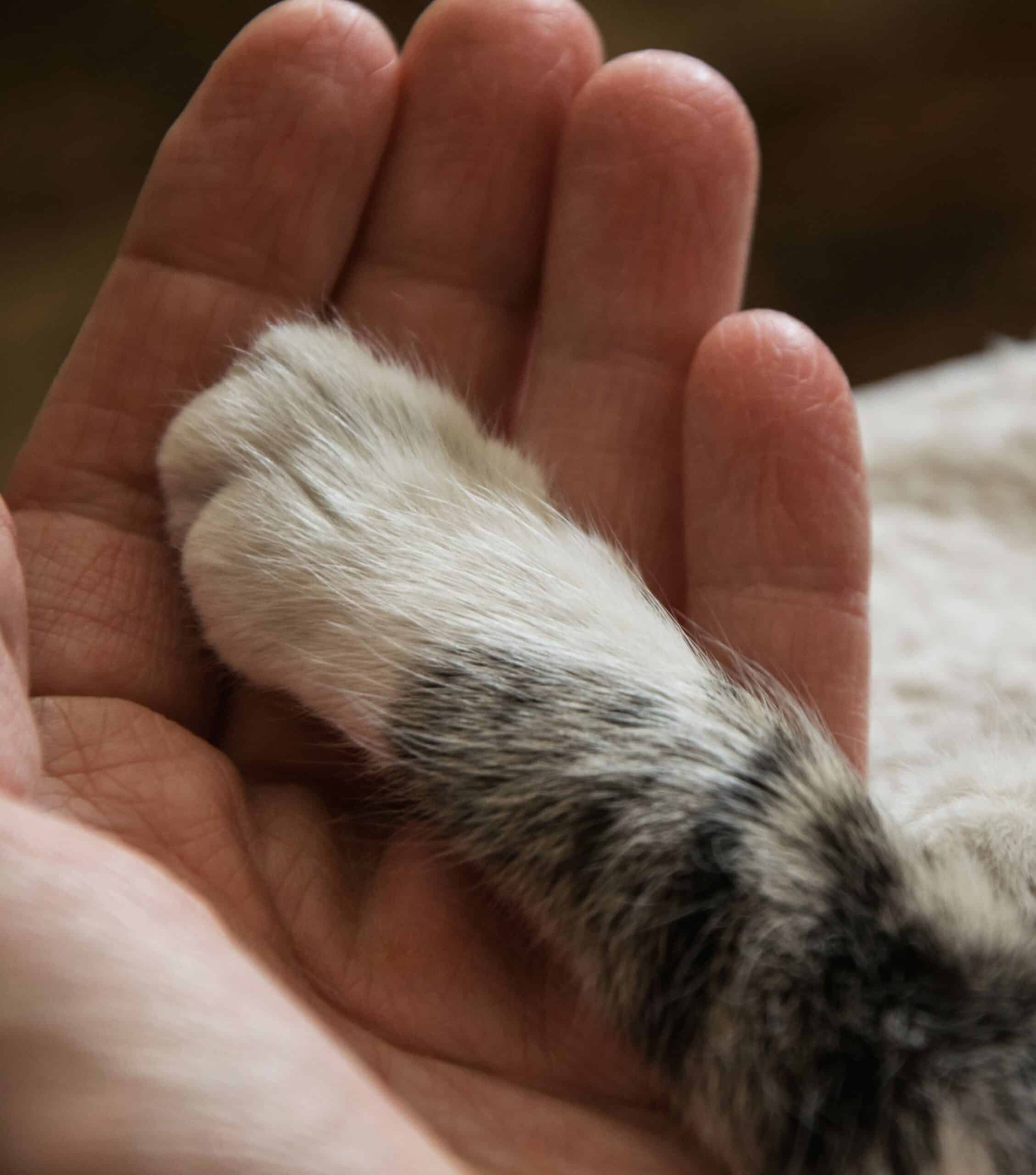 What to Expect During an End-of-Life Visit