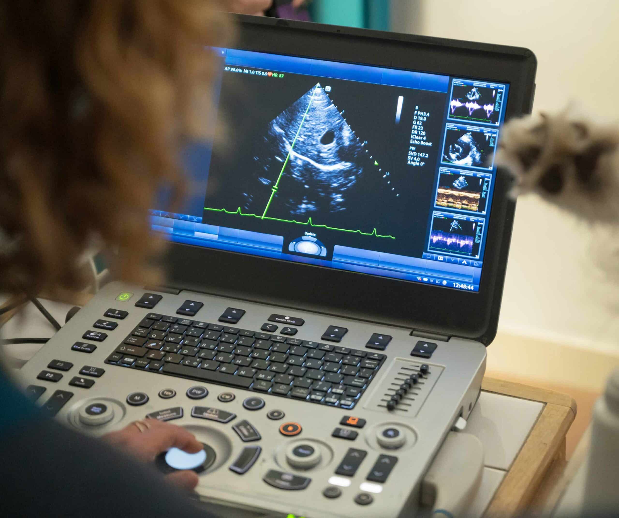 Why Choose Danbury Animal Hospital for Advanced Diagnostics
