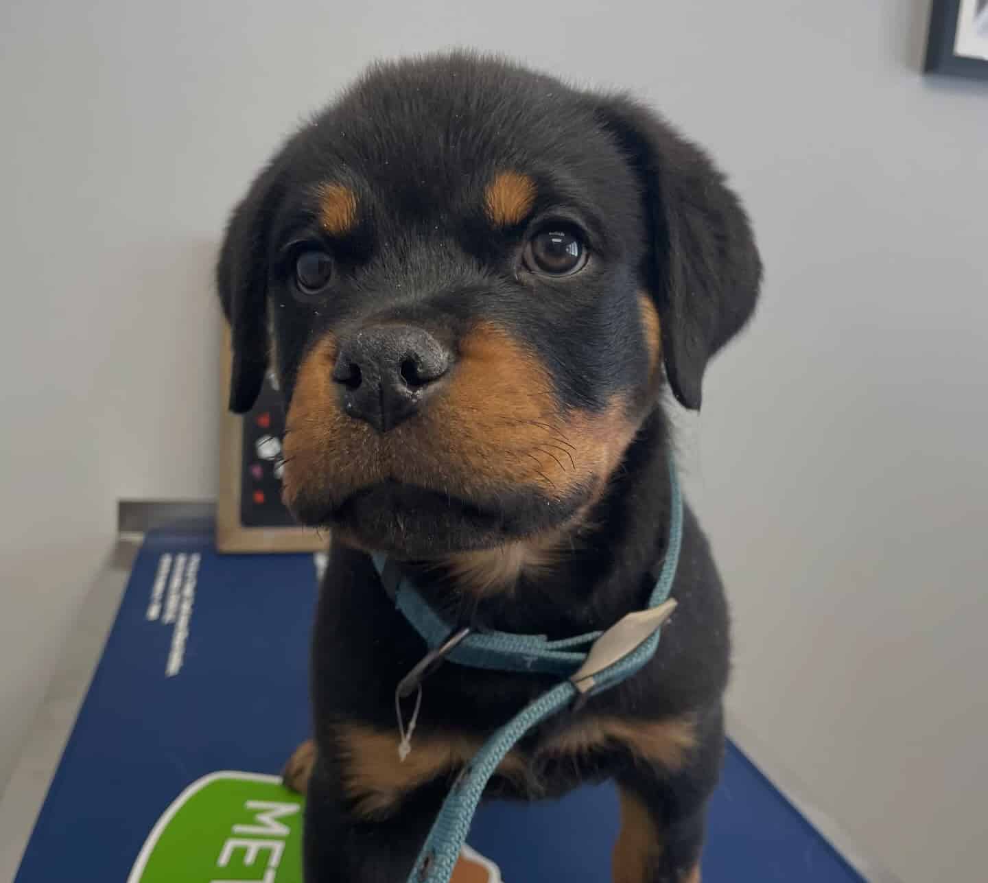 Why Choose Danbury Animal Hospital?