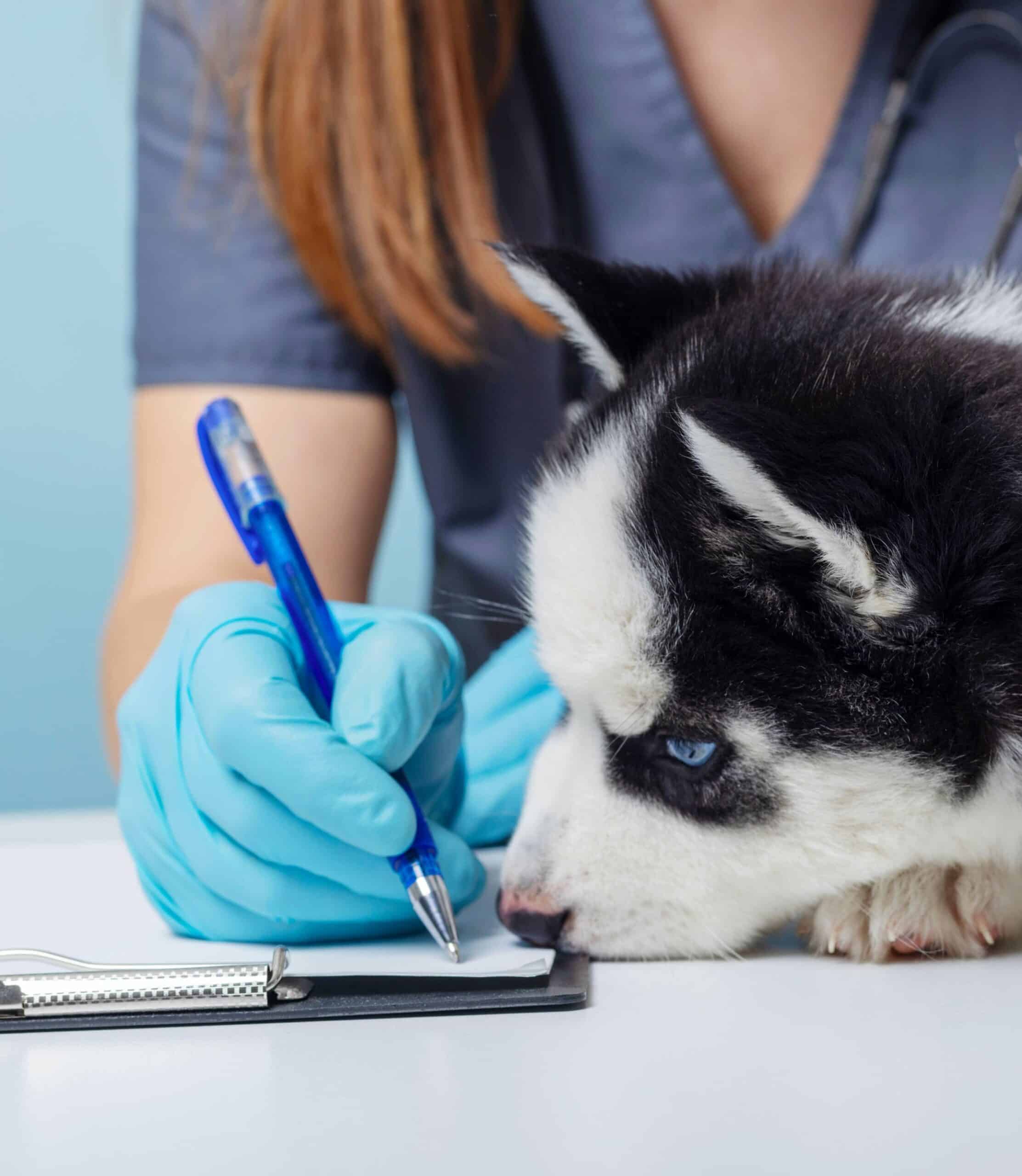 Why Danbury Animal Hospital is a good choice