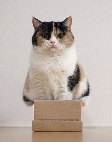 Why Families Choose Mobile Veterinary Care